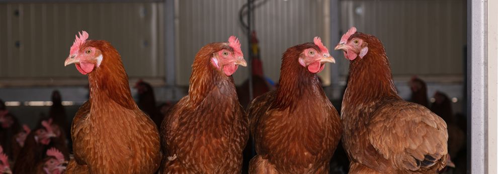 Four hens perching on stone