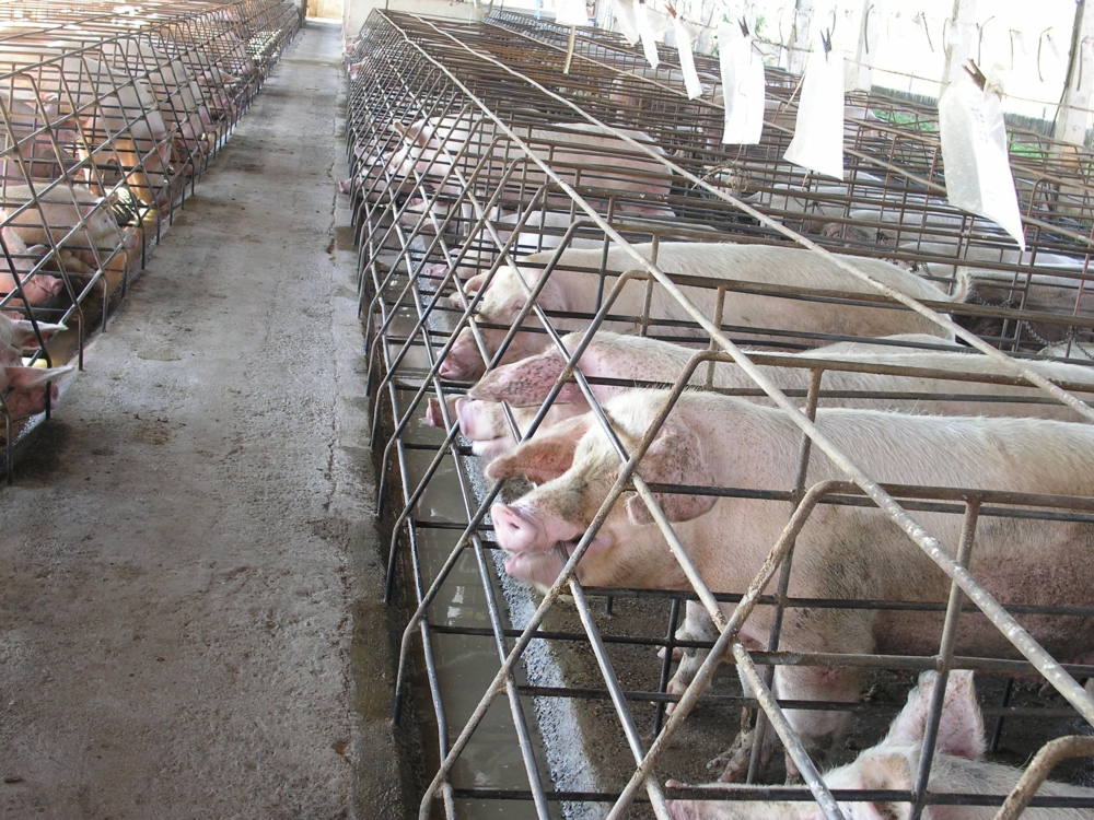 Intensive Farming Of Pigs Farm House   191 Sows In Sow Stalls 2251 