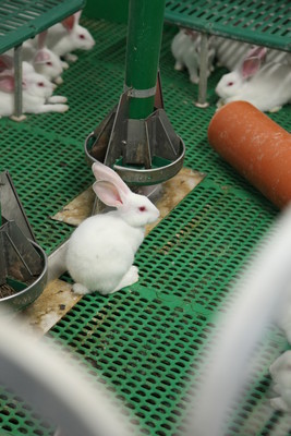 Free range shop rabbits indoor