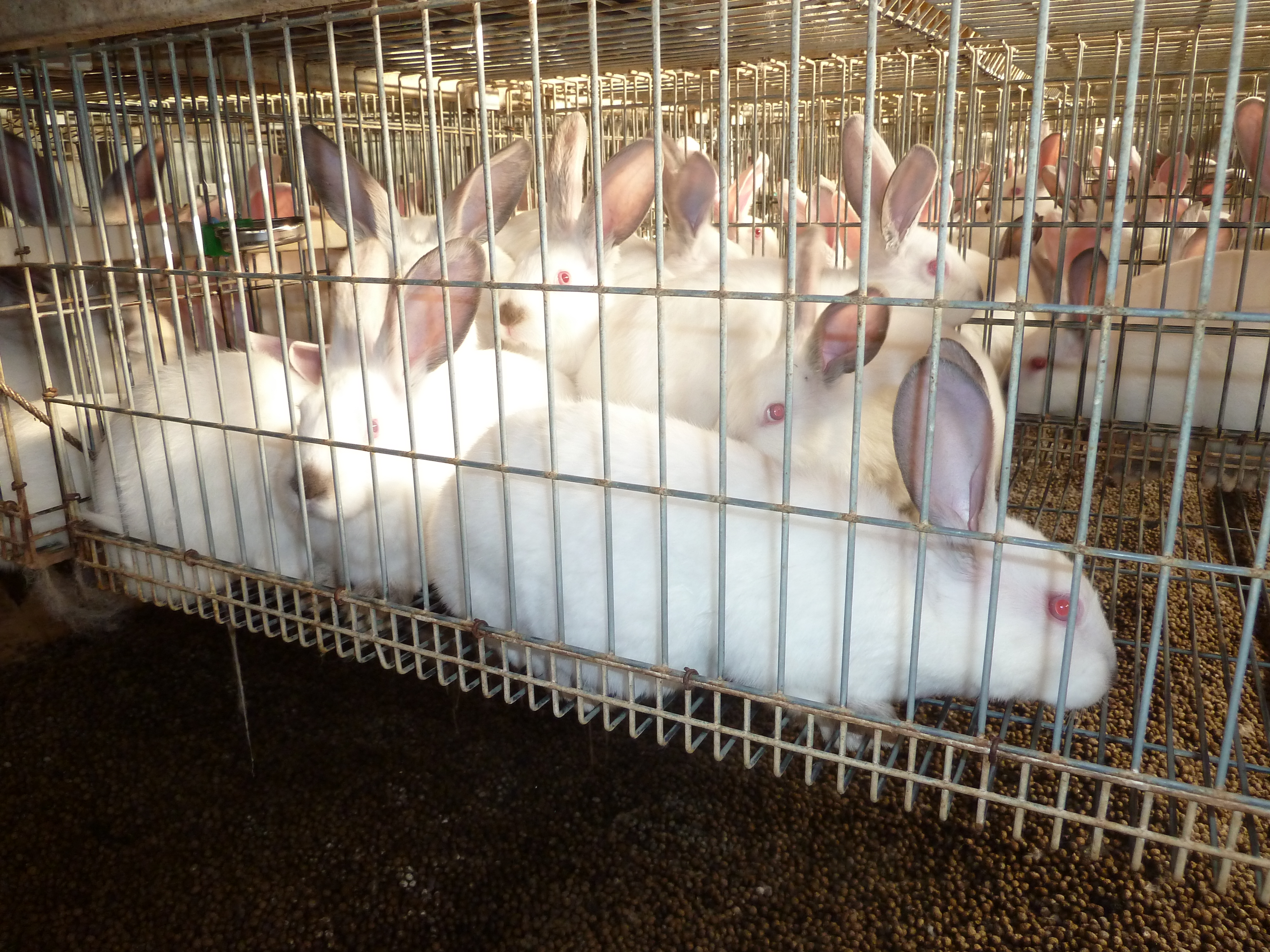 Cages for hotsell rabbit farming